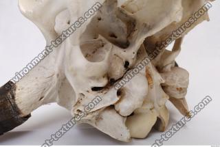 animal skull 0088